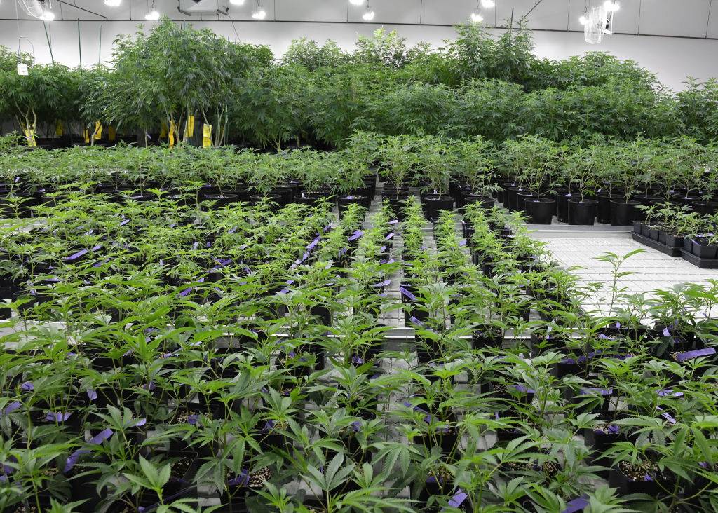 pros and cons of legalizing marijuana essay
